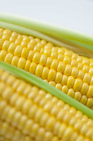 Yellow sweet corns close upの写真素材