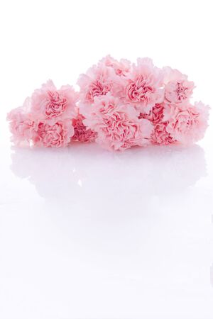 Happy Mother's Day, pink carnations in full bloomの写真素材