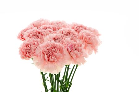 Happy Mother's Day, pink carnations in full bloom.の写真素材