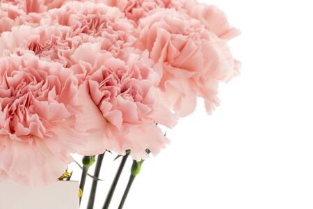 Happy Mother's Day, pink carnations in full bloom.の写真素材