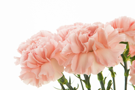Pink carnations on white background.の写真素材