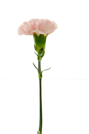 Pink carnation on white background.の写真素材