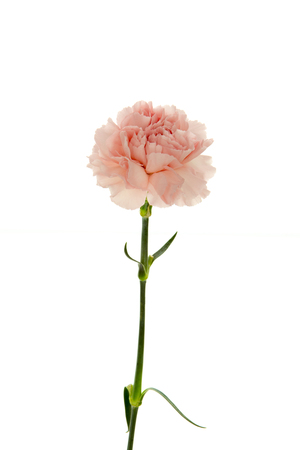 Pink carnation on white background.の写真素材
