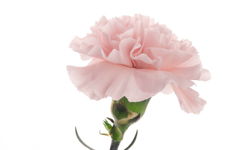 Pink carnation on white background.の写真素材