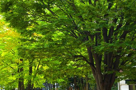 summer Ueno Animal Park, Tokyo, Japanの写真素材