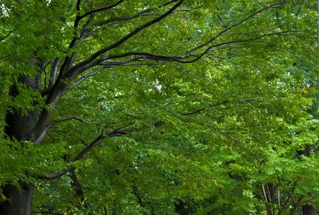 Maple leaves in the parkの写真素材
