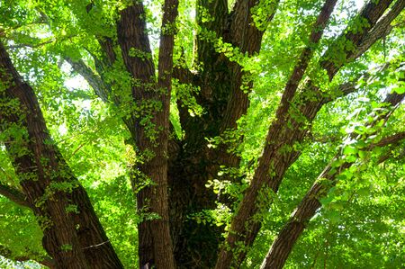 tree at parkの写真素材