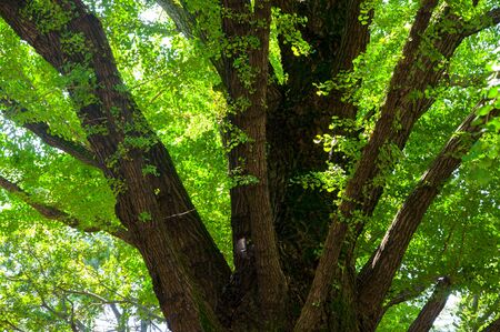 tree at parkの写真素材