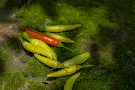 Xiaomi spicy, also known as Xiaomi pepper, is produced in Yunnan, China, and is the main material for making pickled pepper.の写真素材