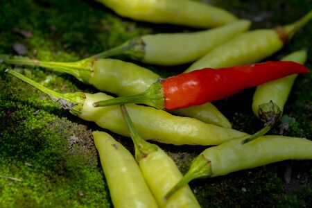 Xiaomi spicy, also known as Xiaomi pepper, is produced in Yunnan, China, and is the main material for making pickled pepper.の写真素材