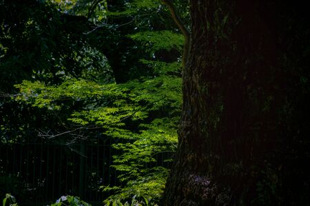 tree at Ueno Animal Parkの写真素材