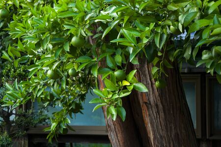 hundred-year-old citrus tree in the parkの写真素材