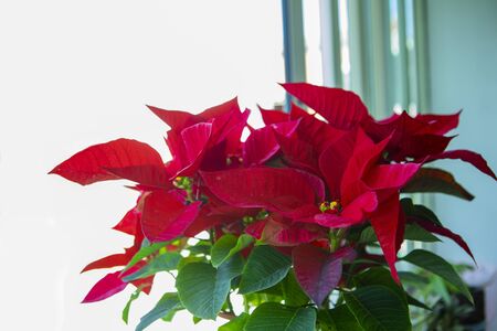 Christmas red potted flowers by the window, bright colorsの写真素材