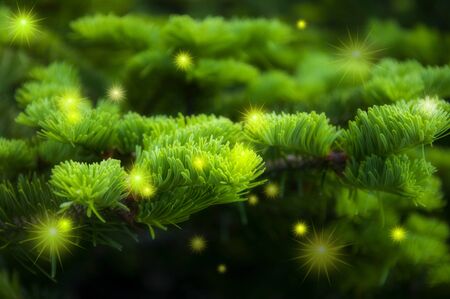Christmas greeting card background, cypress tree with bright starburstの写真素材