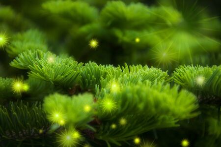Christmas greeting card background, cypress tree with bright starburstの写真素材