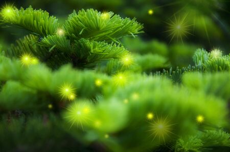 Christmas greeting card background, cypress tree with bright starburstの写真素材