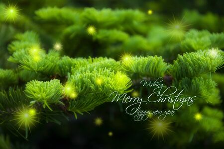 Christmas greeting card background, cypress tree with bright starburstの写真素材