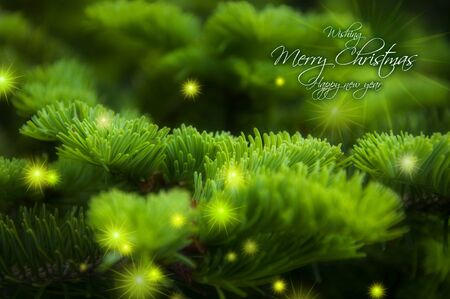 Christmas greeting card background, cypress tree with bright starburstの写真素材