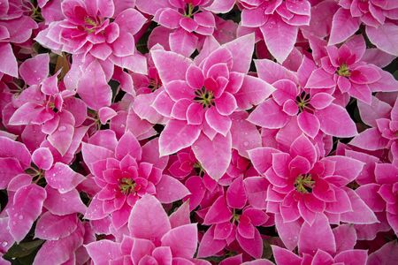pink potted flowersの写真素材