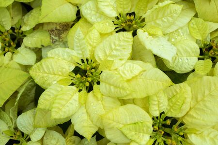 Light-colored potted flowersの写真素材