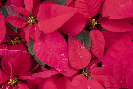 Big potted flowersの写真素材