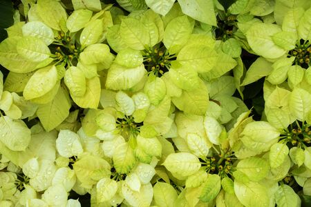 Light-colored potted flowersの写真素材