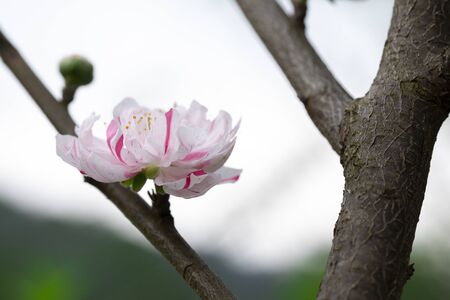 Taiwan cherry blossom season, blooming white Yae cherryの写真素材