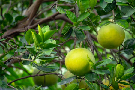 On the grapefruit tree, the grapefruit is fruity and fullの写真素材