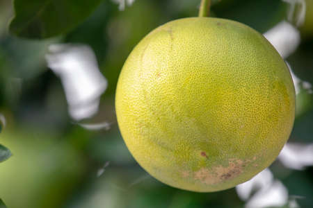 On the grapefruit tree, the grapefruit is fruity and fullの写真素材