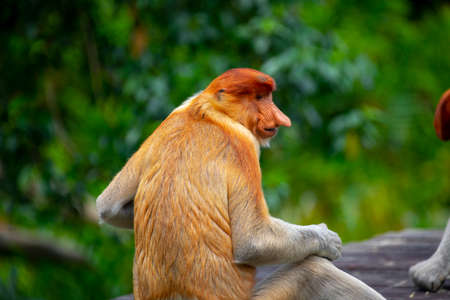 Proboscis monkey, a conservation animal that is foragingの写真素材