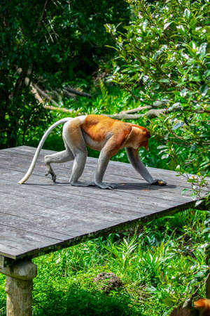 Proboscis monkey, a conservation animal that is foraging