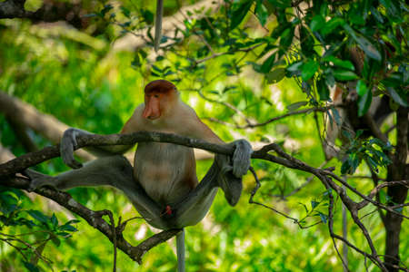 Proboscis monkey, a conservation animal that is foragingの写真素材