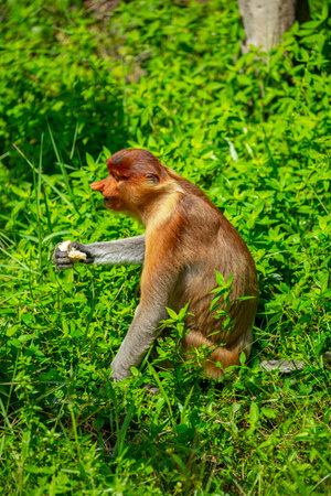 Proboscis monkey, a conservation animal that is foraging
