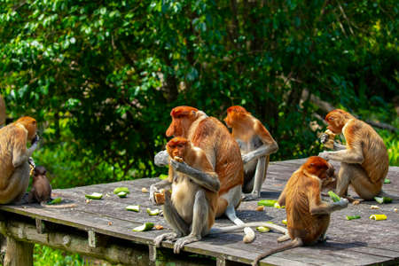Proboscis monkey, a conservation animal that is foraging