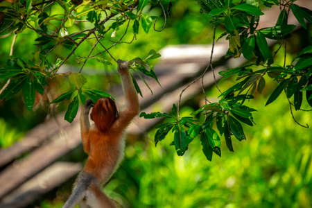 Proboscis monkey, a conservation animal that is foragingの写真素材