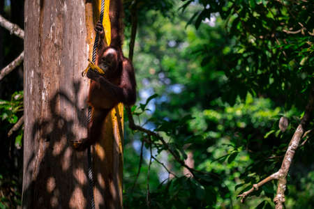 Orangutans in the reserve, looking for foodの写真素材