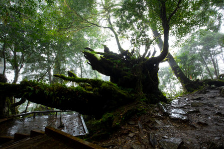 Qilan Maguao Shenmu, Yilan County, Taiwanの写真素材