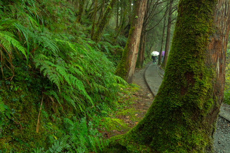 Taipingshan Jianqing Old Road, Yilan County, Taiwan, is a famous tourist attractionの写真素材