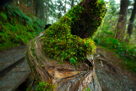 Taipingshan Jianqing Old Road, Yilan County, Taiwan, is a famous tourist attractionの写真素材