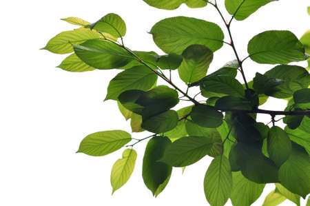 Spring is here, the first green leaves sprout
