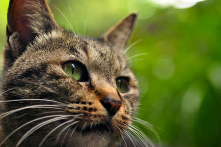 A cute cat squatting by the red wall