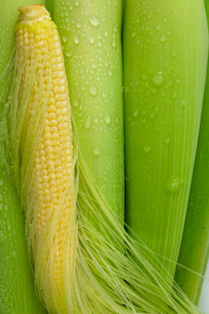 Unplugged baby corn and baby corn on white background