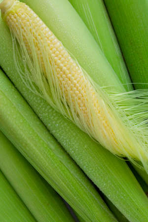 Unplugged baby corn and baby corn on white background
