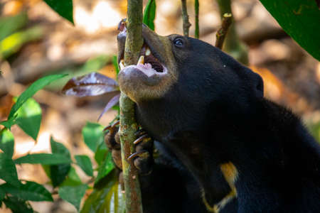 Conservation animals, Malay bears, Sandakan, Sabah, Borneo, Malaysia