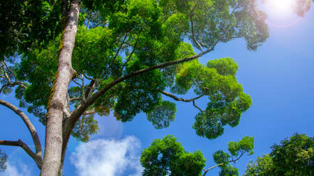 Southeast Asia tourist attraction, Malaysia Borneo, Sandakan, Sabah, the big tree in the jungle