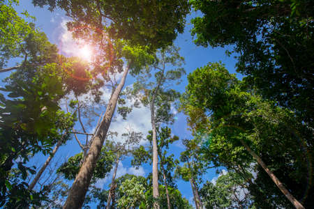 Southeast Asia tourist attraction, Malaysia Borneo, Sandakan, Sabah, the big tree in the jungleの写真素材