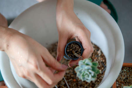 Planting flowers in the garden, female hands are transplanting succulents into potsの写真素材