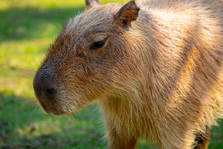The cute capybara in the farmの写真素材