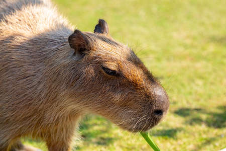 The cute capybara in the farmの写真素材
