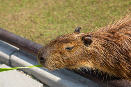 The cute capybara in the farm